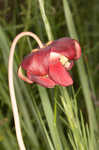 Crimson pitcherplant